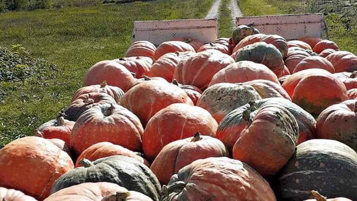 La rinascita di Cengio, orti al posto dei veleni. Là dove c’era l’Acna ora c’è la biodiversità