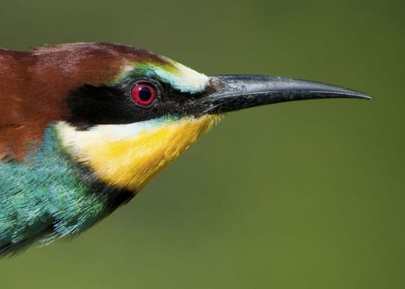 La fauna del Matese in mostra