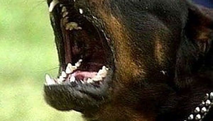 Ancora gravissima la bambina sbranata dai rottweiler, denunciata per lesioni la padrona