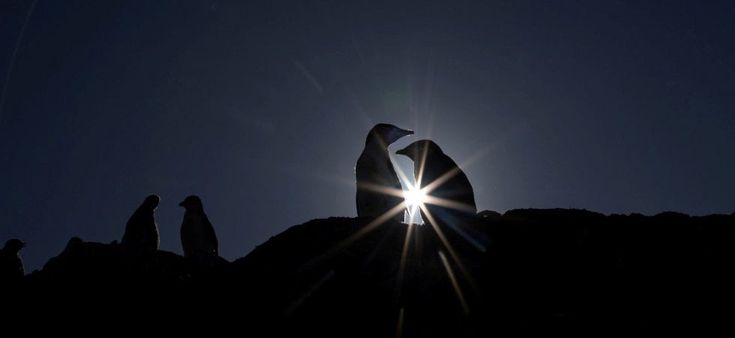 Ma quanti sono questi pinguini