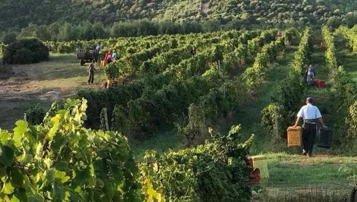 L’imprenditore veneto innamorato della Gallura, e i suoi Vermentino sapidi e pieni