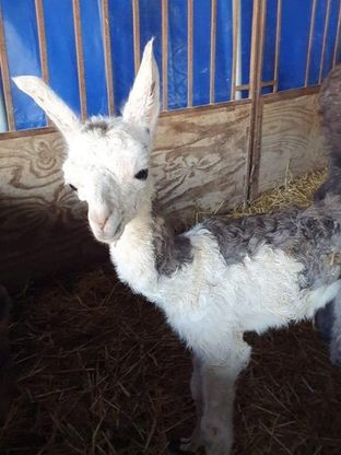 Un cucciolo di lama è nato a Bari, festa grande al circo