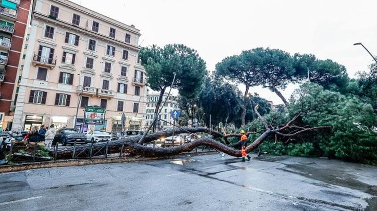 Tarquini: “I pini a Roma vivono al massimo un secolo, siamo già in ritardo sul ricambio”