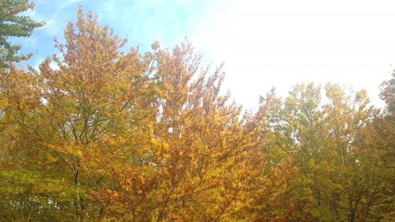 Clima, l'estate di San Martino non sta finendo, sarà caldo anomalo per tutto il mese