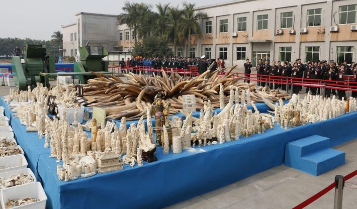 La Cina distrugge sei tonnellate di avorio illegale