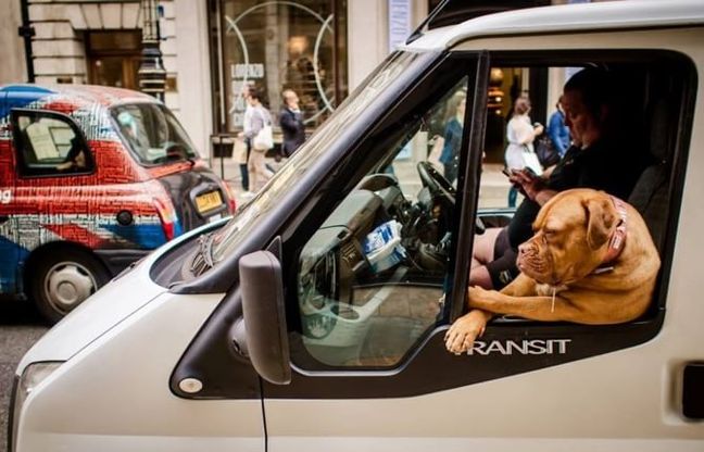 Cani in auto? Ecco come fare