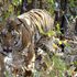 Alla ricerca di Jai: scomparsa la tigre più amata dagli indiani
