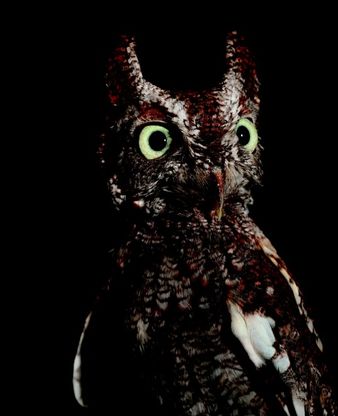 Esco solo la sera: una vita da animali notturni