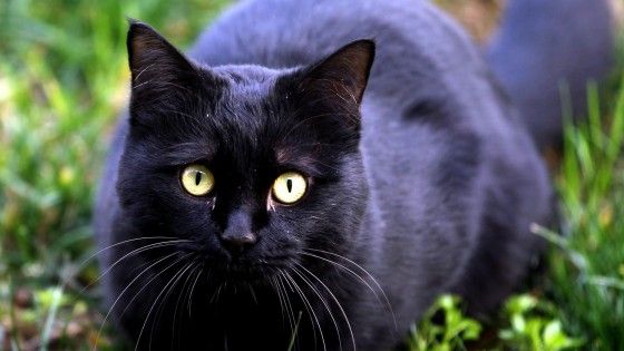 Animali e clima freddo, ecco come proteggerli. Il Vademecum dell'Aidaa