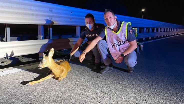 Capriolo ferito in tangenziale a Parma: intervento nella notte della polizia 