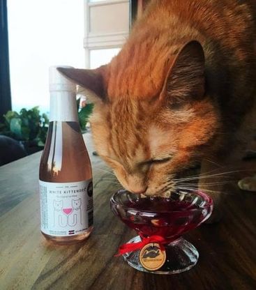Incredibile ma vero, è arrivato il vino per gatti e per cani: dal mosCATo e allo charDOGnay