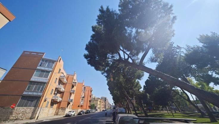 Sono malati e rischiano di cadere: a Bari altri tre alberi abbattuti. “In città ne mancano mille”