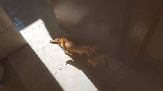 Milano, salvi i due cagnolini prigionieri dell'accumulatore seriale