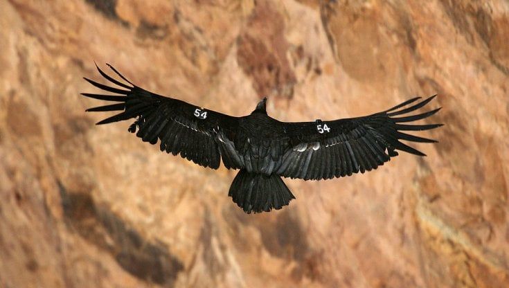 I condor della California possono riprodursi senza un maschio che fertilizzi le uova