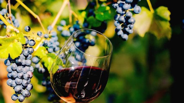 WinePrime: al via il nuovo evento internazionale dedicato al settore vinicolo di alta gamma