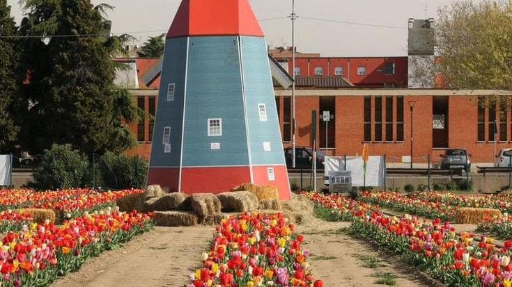 Spuntati i primi germogli, al via il conto alla rovescia per la riapertura dei campi di tulipani in tutta la Lombardia