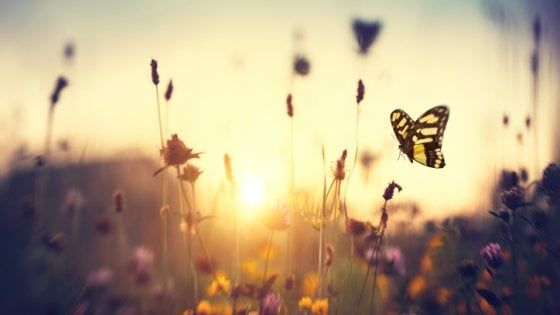 Abbiamo perso tre quarti degli insetti volanti. Gli esperti: "E' un Armageddon ecologico"