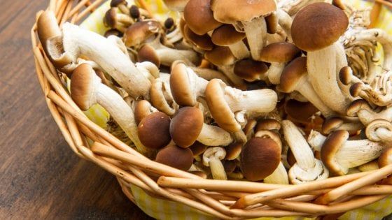 Funghi cinesi "venduti"come chiodini, sequestrati 1700 chili