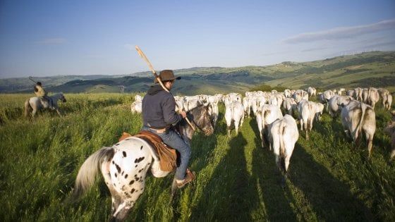 Transumanza, il rito si rinnova tra Puglia e Molise: "Le notti a cavallo con la luna piena sono magiche"