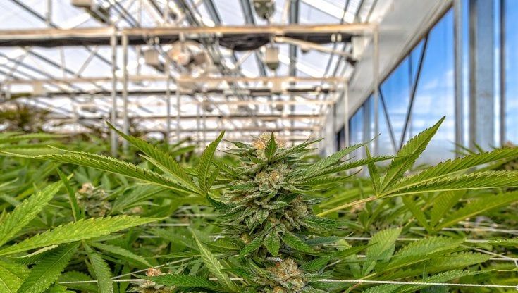 Un lockdown stupefacente, la cannabis fatta in casa mette le ali a GrowGen