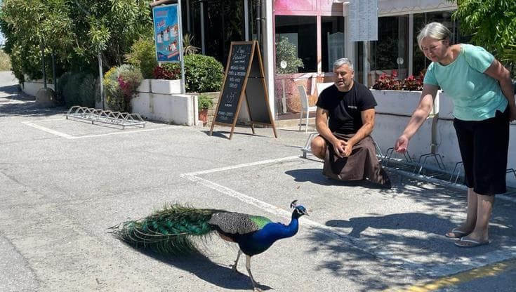 Punta Marina, la vera storia dei pavoni molesti: “Basta faide, furono portati qui da un privato”