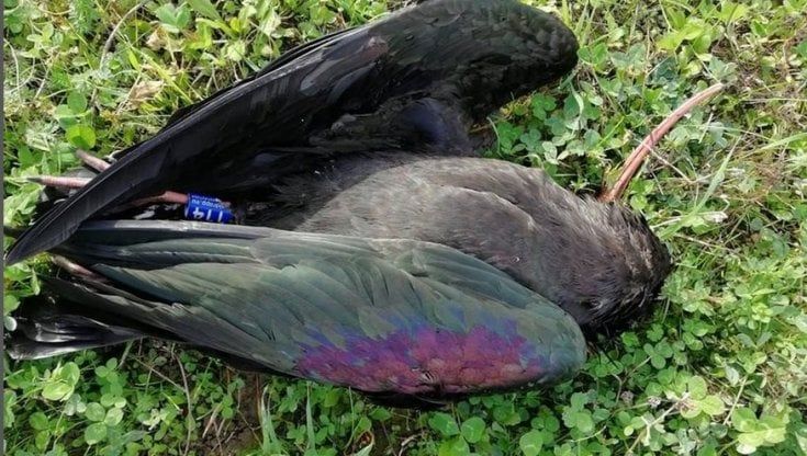 Trovato morto un altro ibis nella riserva di Castel di Guido. Wwf: "Ucciso dai pallini di un fucile da caccia"