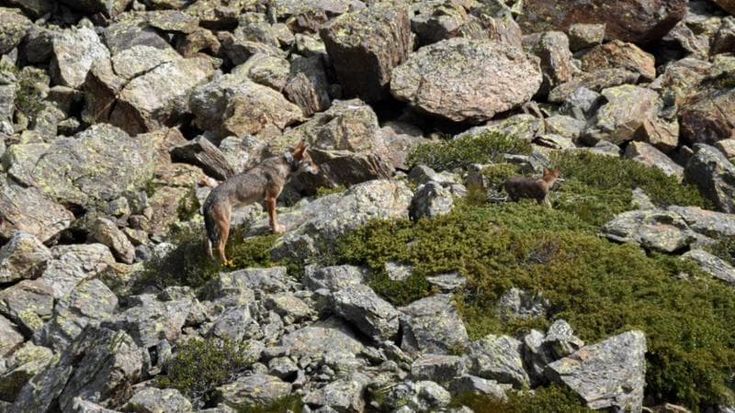 Perse le tracce di Ludovica, la prima lupa del Parco dello Stelvio dotata di radiocollare