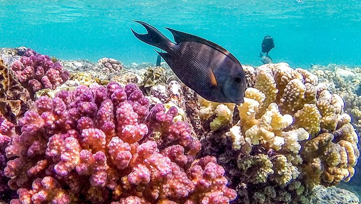Mar Rosso, il reef di Sharm e Marsa Alam resiste alle ondate di caldo