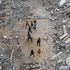 Naza e i sistemi IA usati dagli israeliani per uccidere i palestinesi. Quali sono e come funzionano