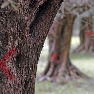 Olio d'oliva, produzione italiana ai minimi storici