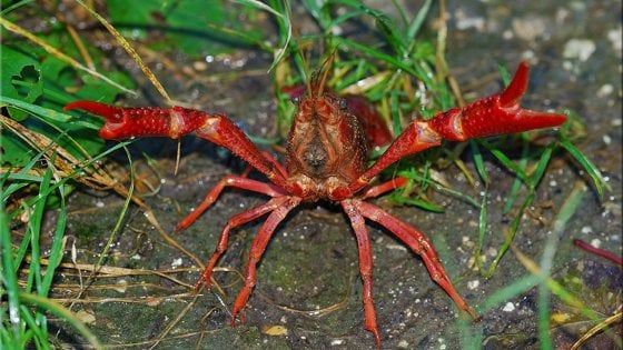 Ambiente, il 'gambero killer' minaccia il parco del Circeo: al via il monitoraggio