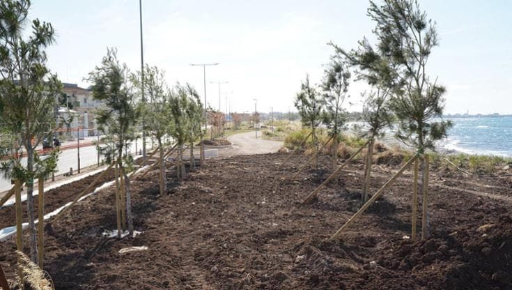 Costasud, altri 80 pini d’Aleppo a Torre Quetta. Ecco la prima pineta del parco