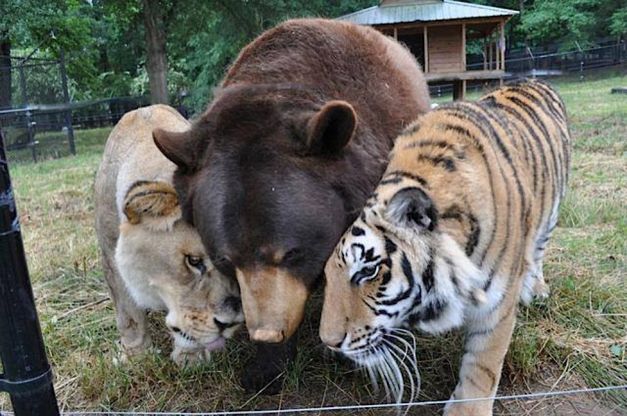 Un leone, un orso e una tigre: tre fratelli inseparabili
