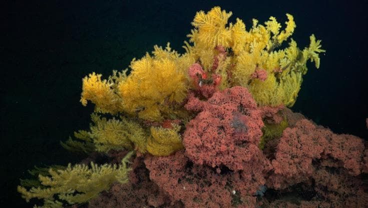 L’albero dorato degli abissi è in realtà una nuova specie di corallo