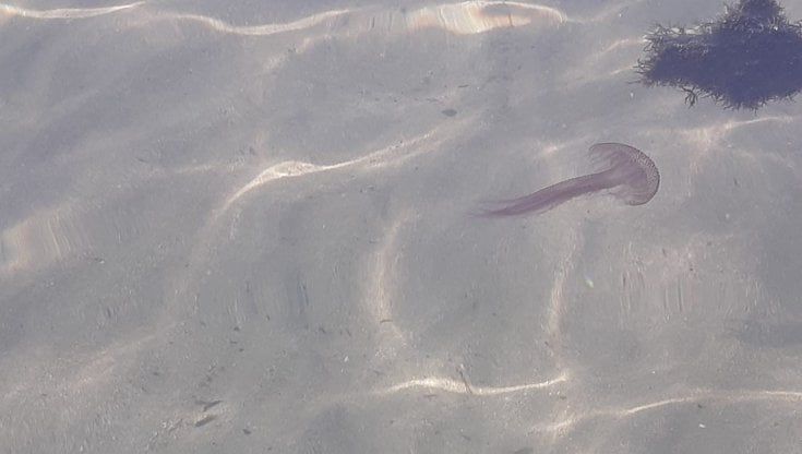La lunga estate delle pericolose e perfide meduse
