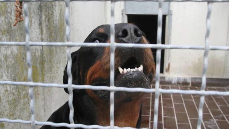 Uccide il cane che lo aveva morso e lo brucia nel camino. Incendio in casa, 42enne in fin di vita