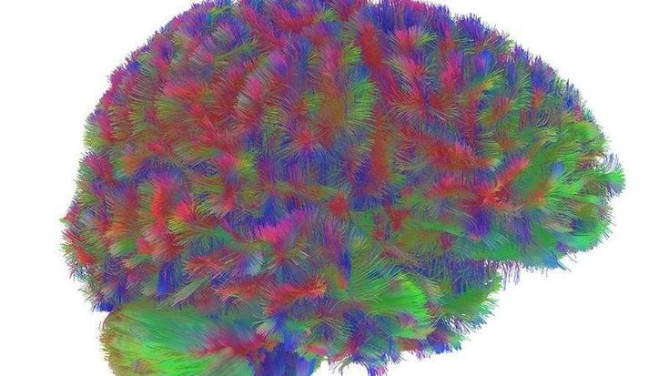 Le cinque età del cervello. Adolescenti fino a 32 anni, poi comincia il declino