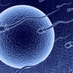 Spermatozoi un pillolo li frenerà