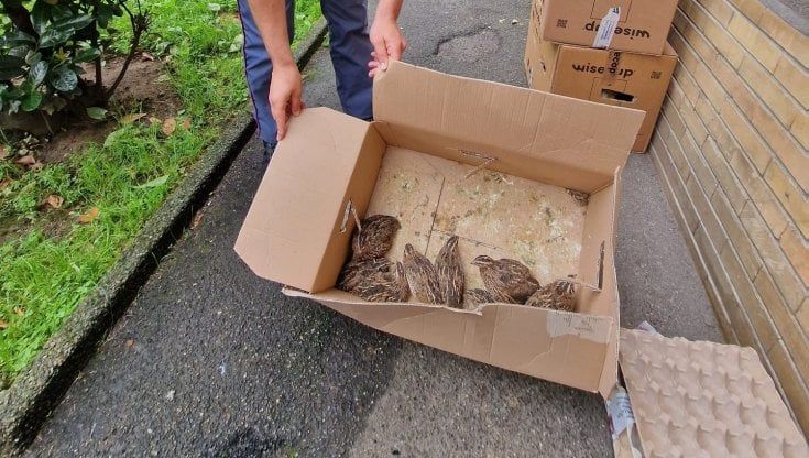 Alleva polli in casa, denunciato un 45enne: nel suo appartamento trovati 60 uccelli tra galline, galli e quaglie