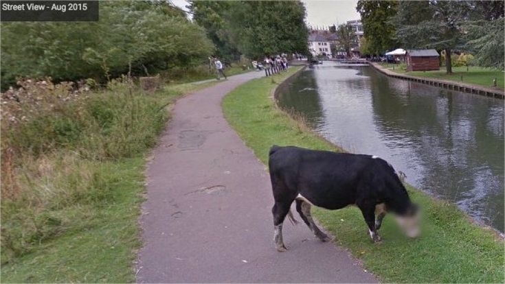 Se Google garantisce la privacy a una mucca