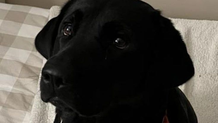 "Hanno avvelenato Tea, il mio amatissimo labrador: voglio giustizia"
