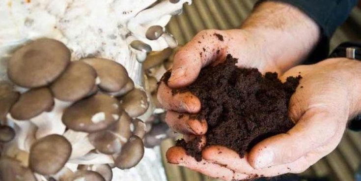 Dalle bucce d'arancia ai fondi di caffè, quando i rifiuti diventano materia prima