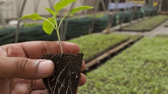 Il “Bio” vola: boom delle imprese con il bollino verde