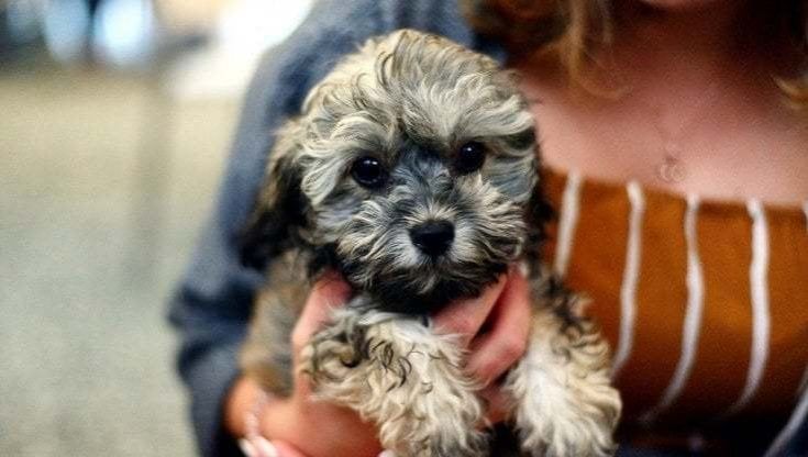 Fido? Me lo tengo. In Emilia Romagna cala l'abbandono dei cani: effetto pandemia