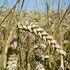 Grano, calano le importazioni dopo l'accordo con il Canada