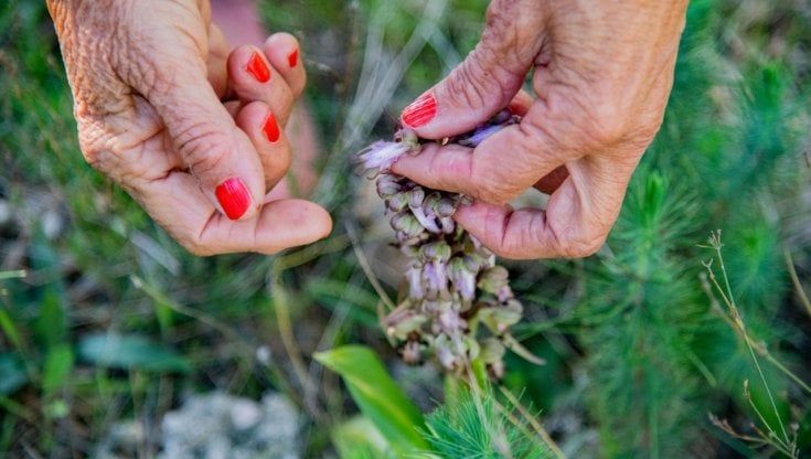 Orchidee spontanee, un festival sul Gargano alla scoperta delle varietà selvatiche