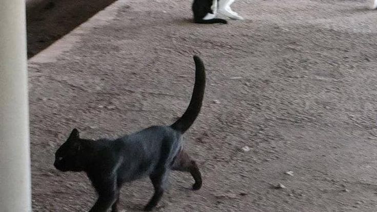 Gatti in pista a Fiumicino, l’Adr vieta di alimentarli. Associazioni: “A rischio 80 randagi”