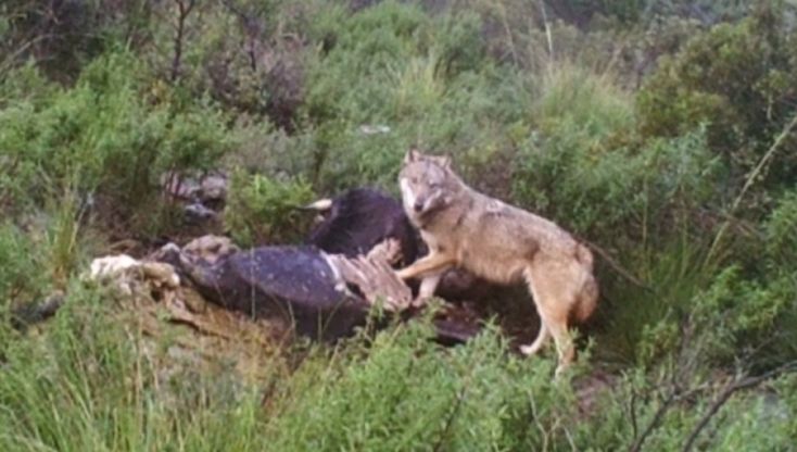 Cilento: lupo 'catturato' da fototrappola sul monte Bulgheria