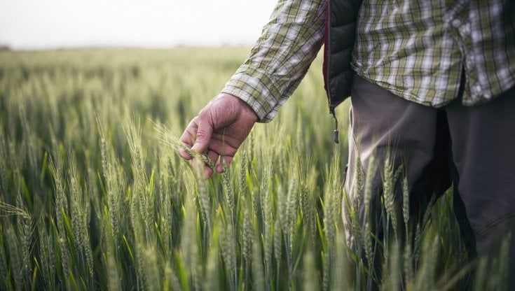 I consumatori italiani hanno fiducia nella filiera agroalimentare