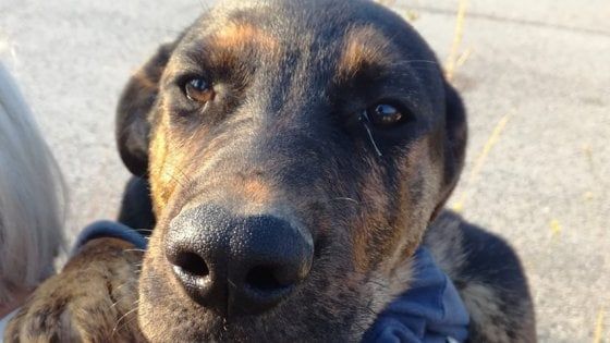 "Troppo brutta, non la vogliamo": dopo il rifiuto il cane Cora trova casa grazie all'appello social